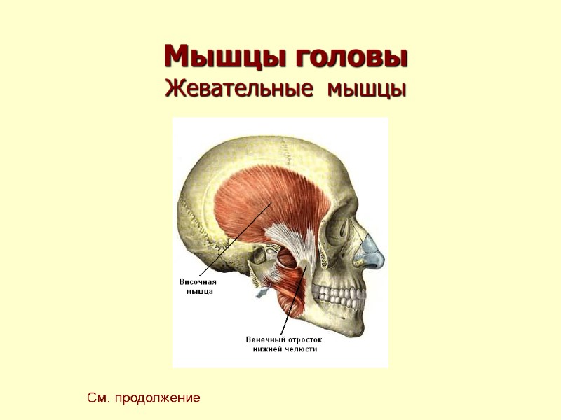 Мышцы головы Жевательные  мышцы См. продолжение